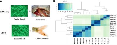 Expression Profile Analysis of the Cell Cycle in Diploid and Tetraploid Carassius auratus red var.